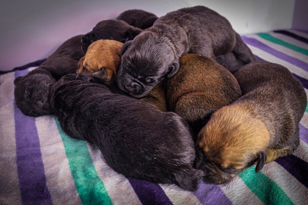Cane Corso puppies from Black Knight Cane Corso breeder in Ohio