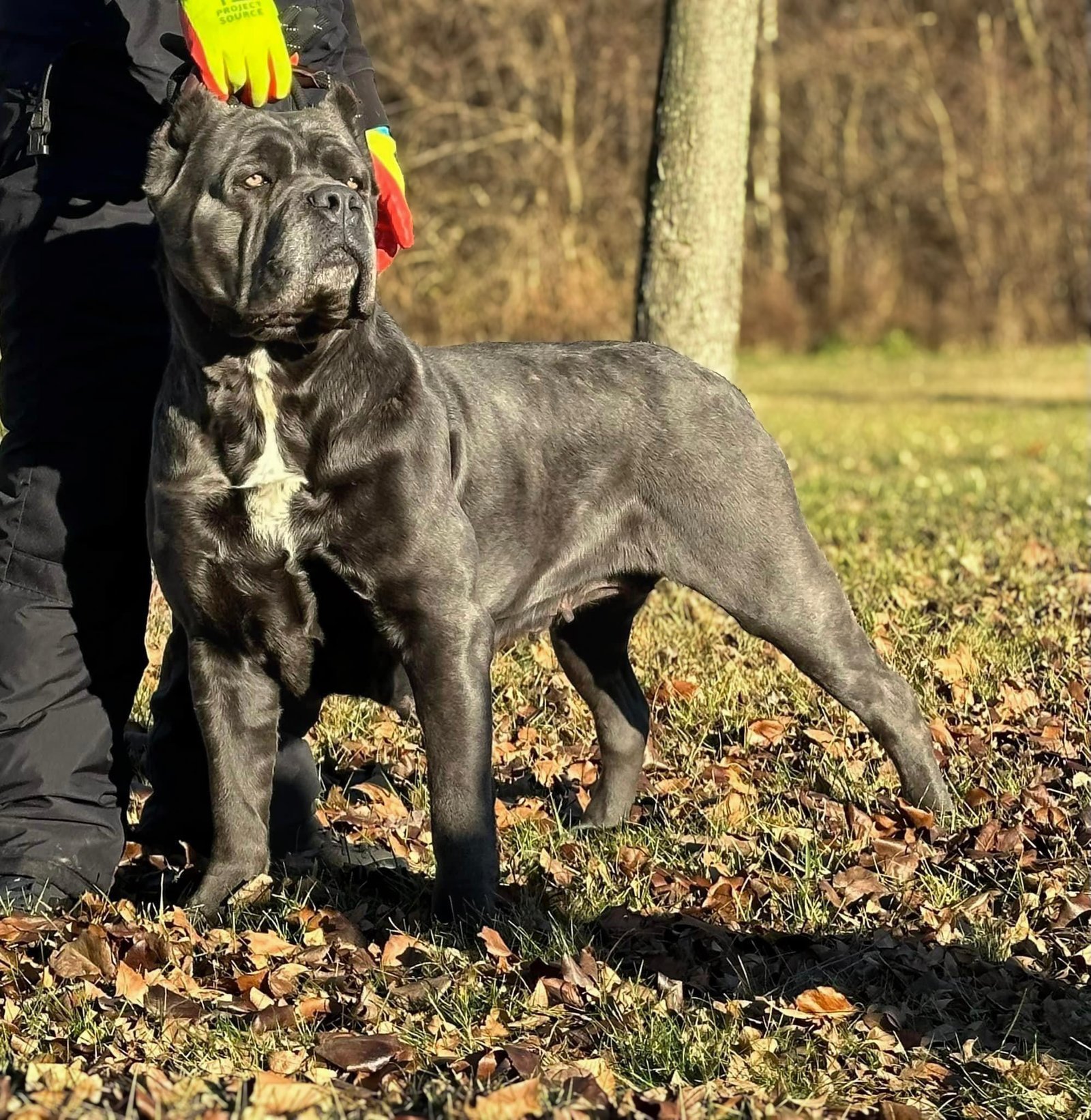 Mad River's Fendi Cane Corso dam pedigree and photo