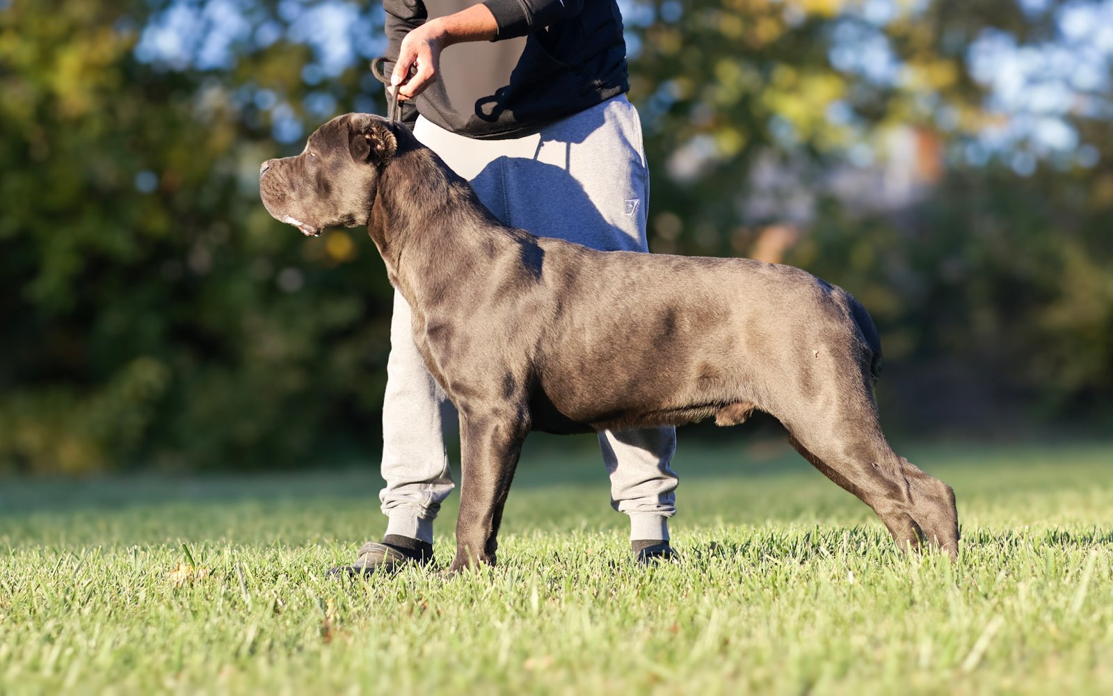 Cane Corso lifestyle image outdoors with family
