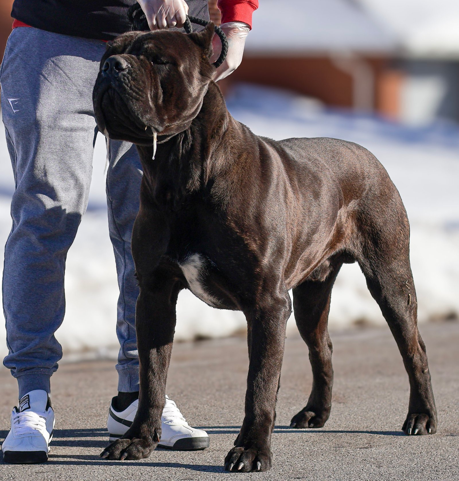 Cane Corso puppy in Ohio preparing to go home from Black Knight Cane Corso