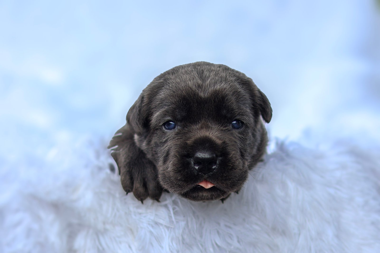 Male Cane Corso puppy in Ohio, red collar, confident stance — Black Knight Cane Corso