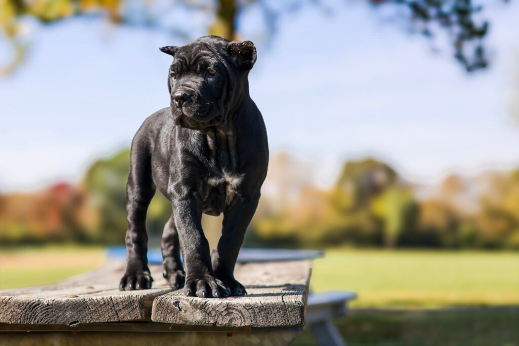 AKC Cane Corso puppy from Black Knight Cane Corso breeder