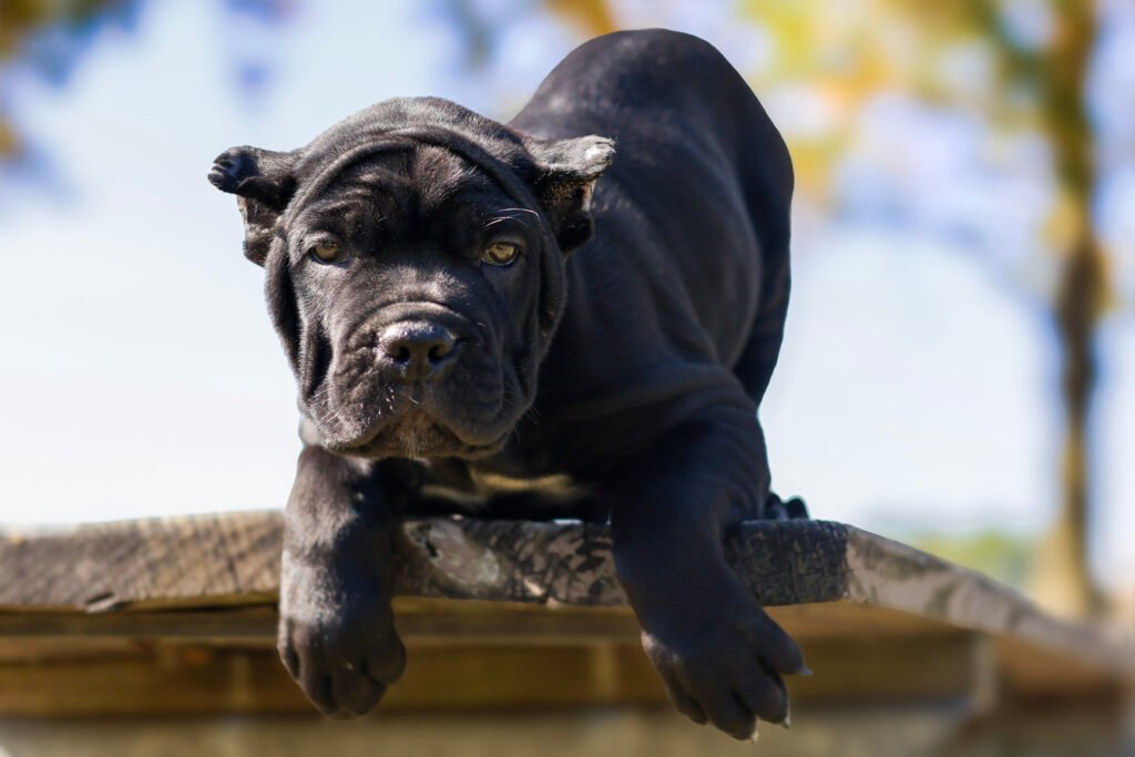 Cane Corso puppies available nationwide from Black Knight Cane Corso