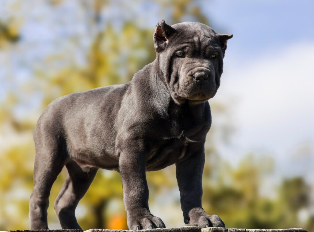 Cane Corso puppy available for Florida families from Black Knight Cane Corso