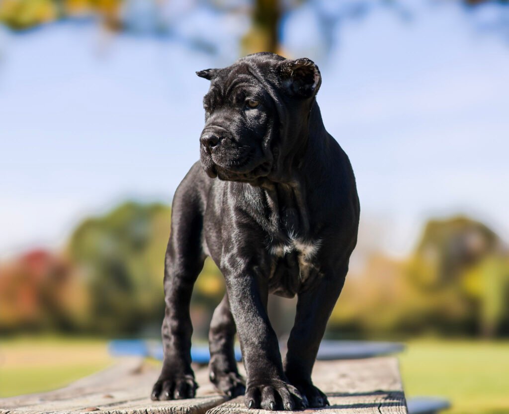 Cane Corso puppy available for Texas families from Black Knight Cane Corso