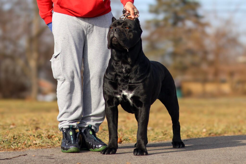 Cane Corso breeding female from Black Knight Cane Corso breeder in Ohio health tested with excellent temperament