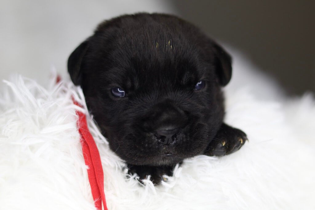 Two-week-old black Cane Corso female puppy wearing an orange collar, lying on a white fluffy blanket and looking into the camera.