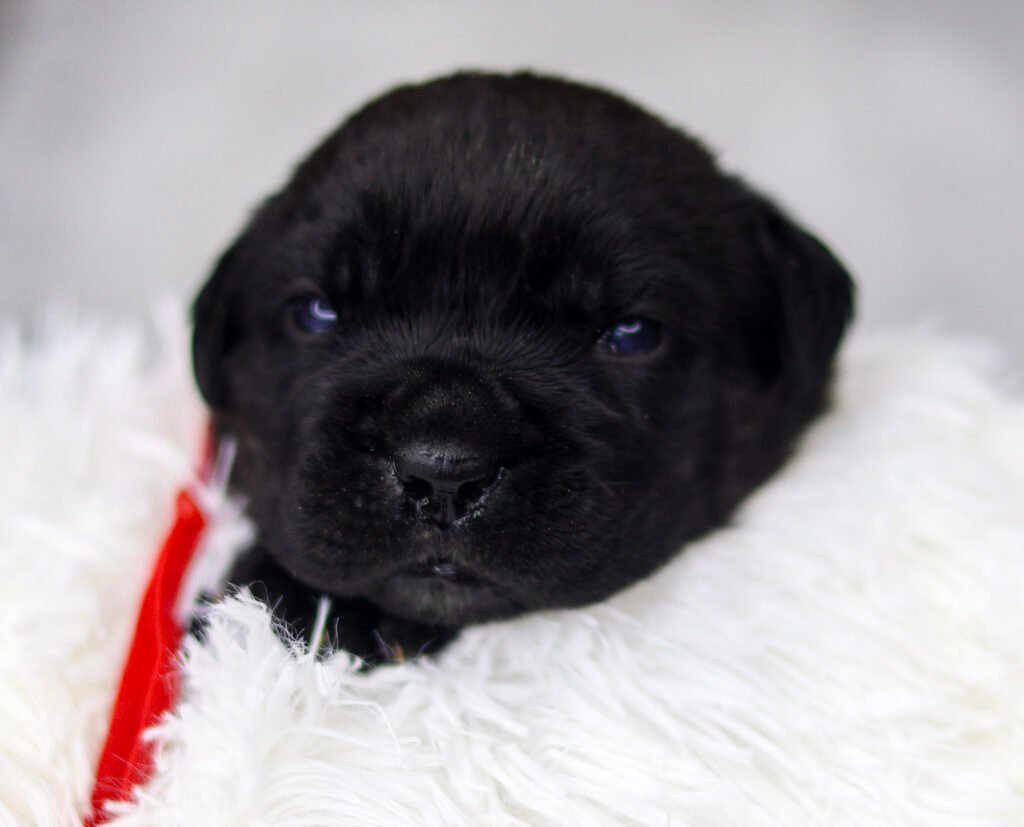Two-week-old black Cane Corso female puppy wearing a red collar, resting on a white fluffy blanket.