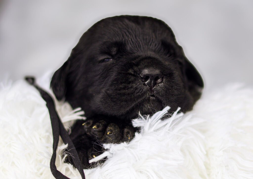 Two-week-old black Cane Corso female puppy wearing a black collar, resting on a white fluffy blanket.