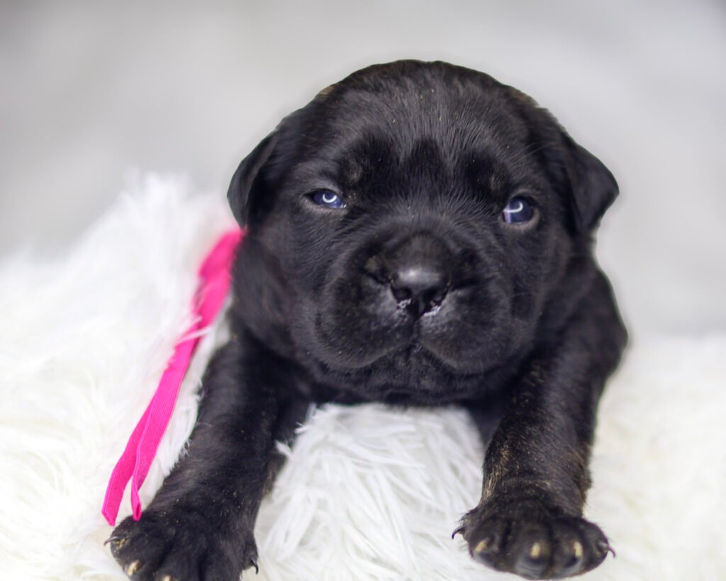Two-week-old black Cane Corso female puppy with a pink collar lying on a white fluffy blanket and looking directly at the camera.